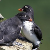Parakeet Auklet